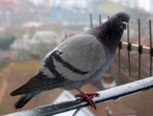 Google Pigeon Staring at You with Beady Eyes!